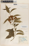 Thenardia floribunda image