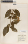 Thenardia floribunda image