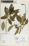 Tonduzia longifolia image