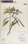 Tonduzia longifolia image