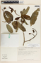 Vallesia aurantiaca image