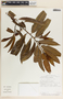 Vallesia aurantiaca image