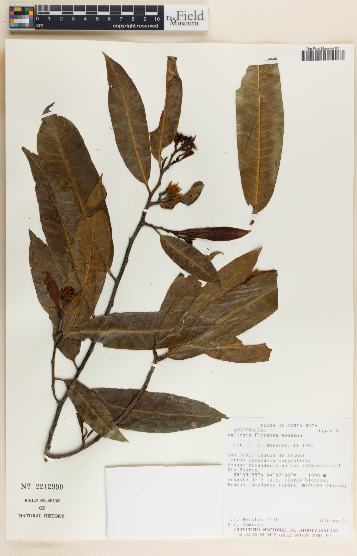 Vallesia aurantiaca image