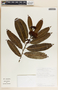 Vallesia aurantiaca image