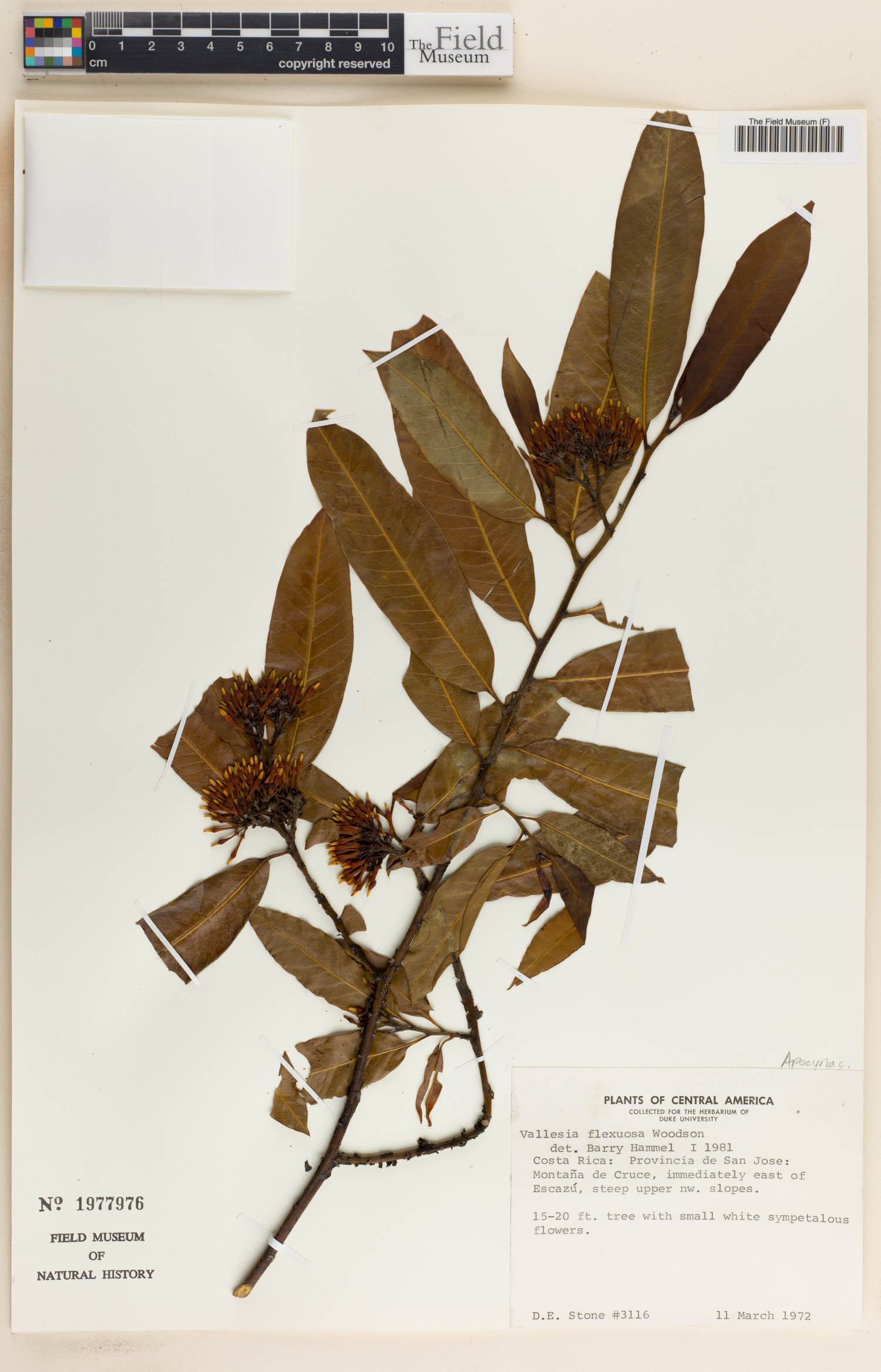 Vallesia aurantiaca image