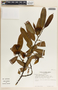 Vallesia aurantiaca image