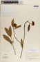 Vallesia aurantiaca image