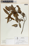 Vallesia aurantiaca image
