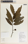 Vallesia aurantiaca image