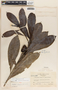 Thevetia ahouai image