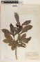 Thevetia ahouai image