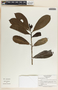 Thevetia ahouai image
