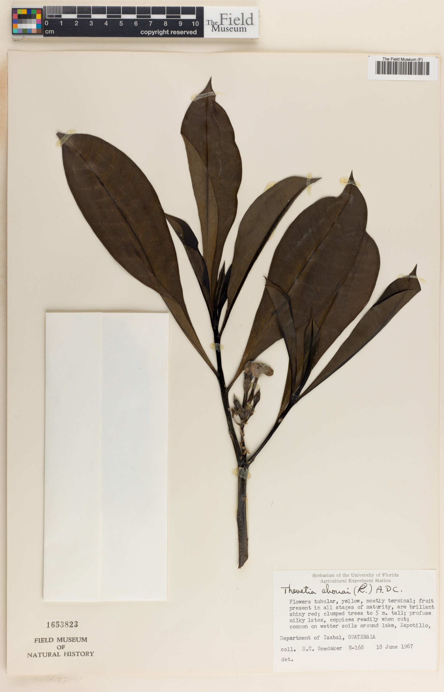 Thevetia ahouai image