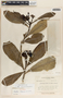 Thevetia ahouai image
