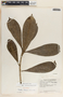 Thevetia ahouai image