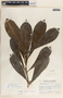 Thevetia ahouai image