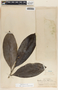 Thevetia ahouai image