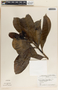Thevetia ahouai image