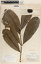 Thevetia ahouai image