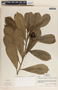 Thevetia ahouai image