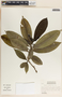 Thevetia ahouai image