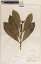 Thevetia ahouai image