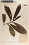 Thevetia ahouai image