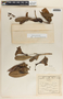 Thevetia ovata image