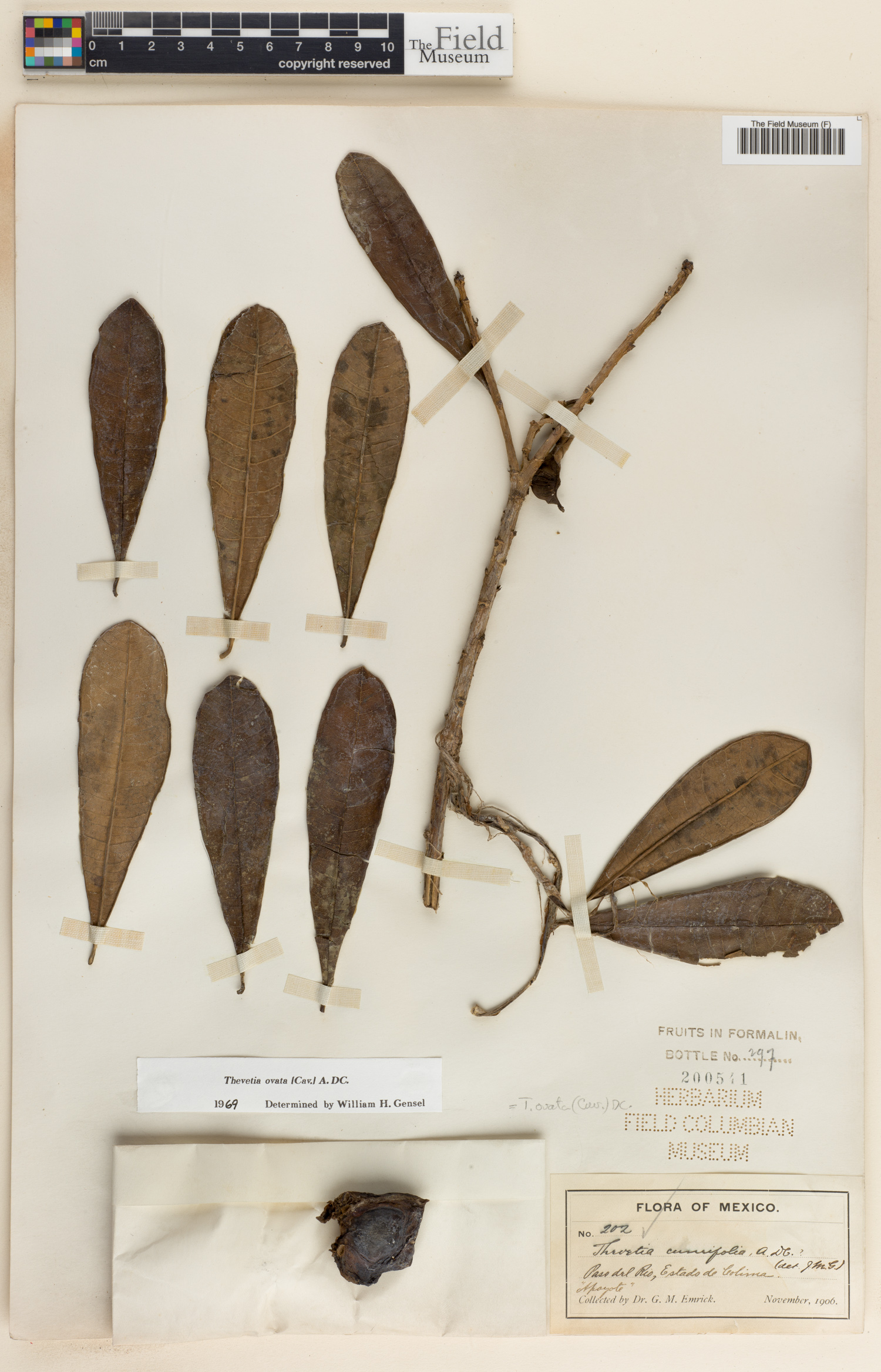 Thevetia ovata image