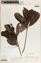 Thevetia ovata image