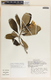 Thevetia ovata image