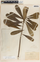 Thevetia ovata image