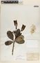 Thevetia ovata image