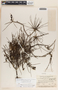 Cascabela pinifolia image