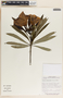 Thevetia thevetioides image
