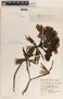 Thevetia thevetioides image