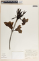 Thevetia thevetioides image