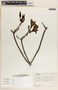 Thevetia thevetioides image
