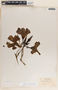 Thevetia thevetioides image