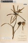 Thevetia thevetioides image