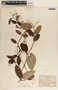 Blepharodon mucronatum image