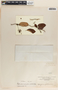 Blepharodon mucronatum image