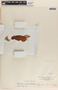Blepharodon mucronatum image