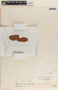 Blepharodon mucronatum image