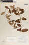 Blepharodon mucronatum image