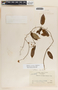 Blepharodon mucronatum image
