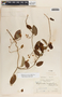 Blepharodon mucronatum image