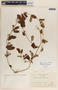 Blepharodon mucronatum image