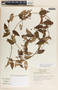 Blepharodon mucronatum image