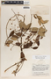 Blepharodon mucronatum image